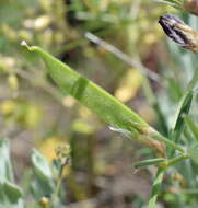 Image of subterranean vetch