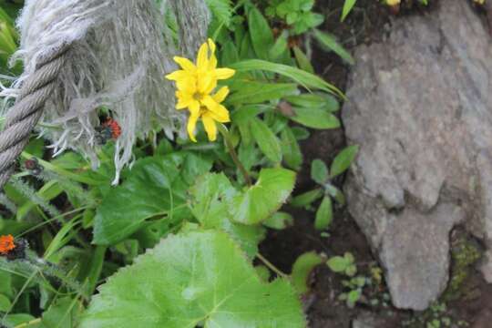 Image of Ligularia hodgsonii Hook.