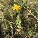 Image of Lonestar gumweed