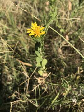 Image of Lonestar gumweed