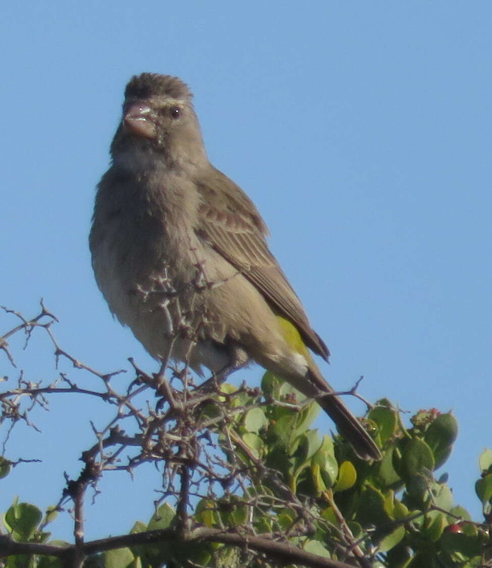 Image of White-throated Canary