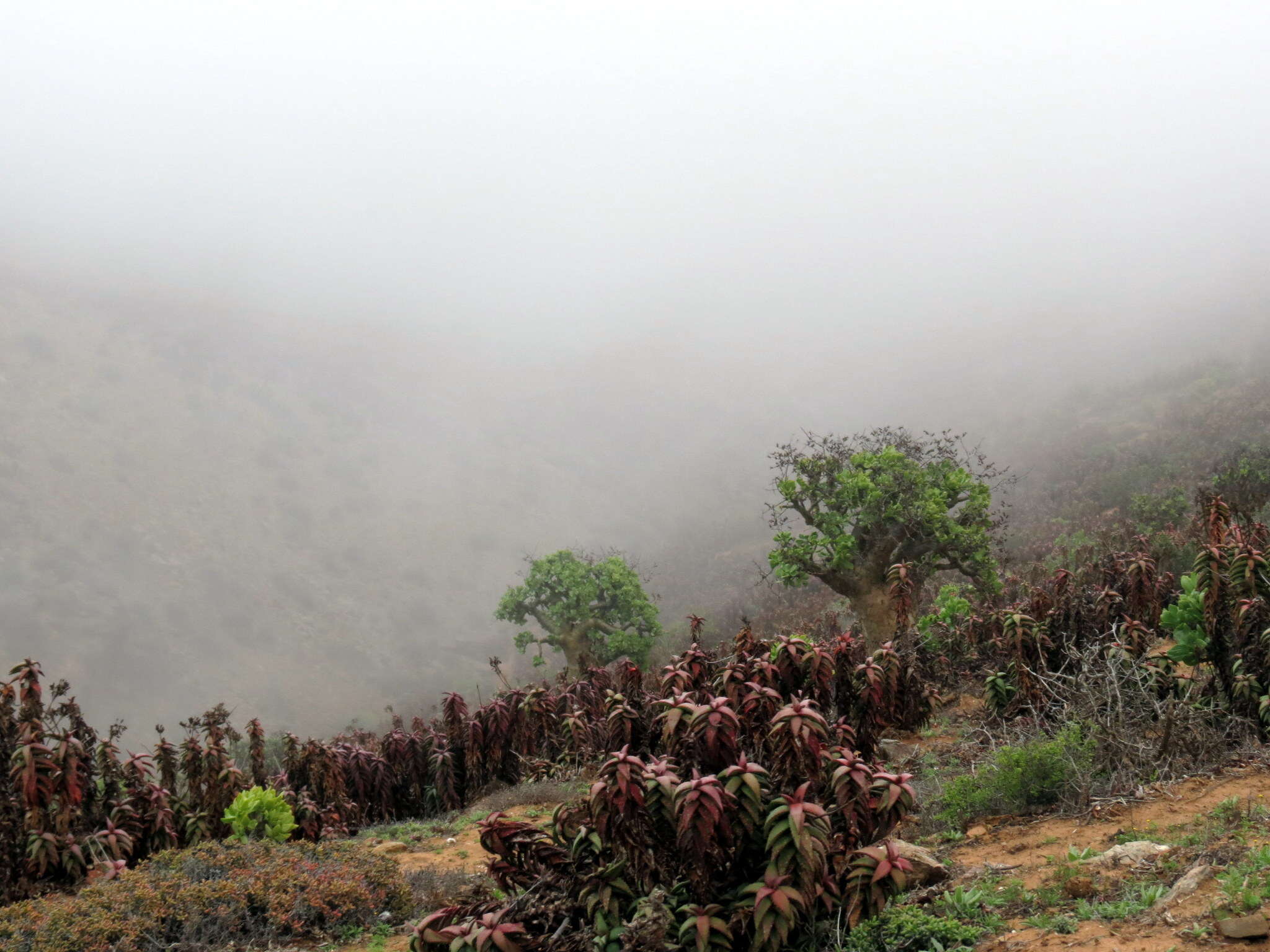 صورة Aloe pearsonii Schönland