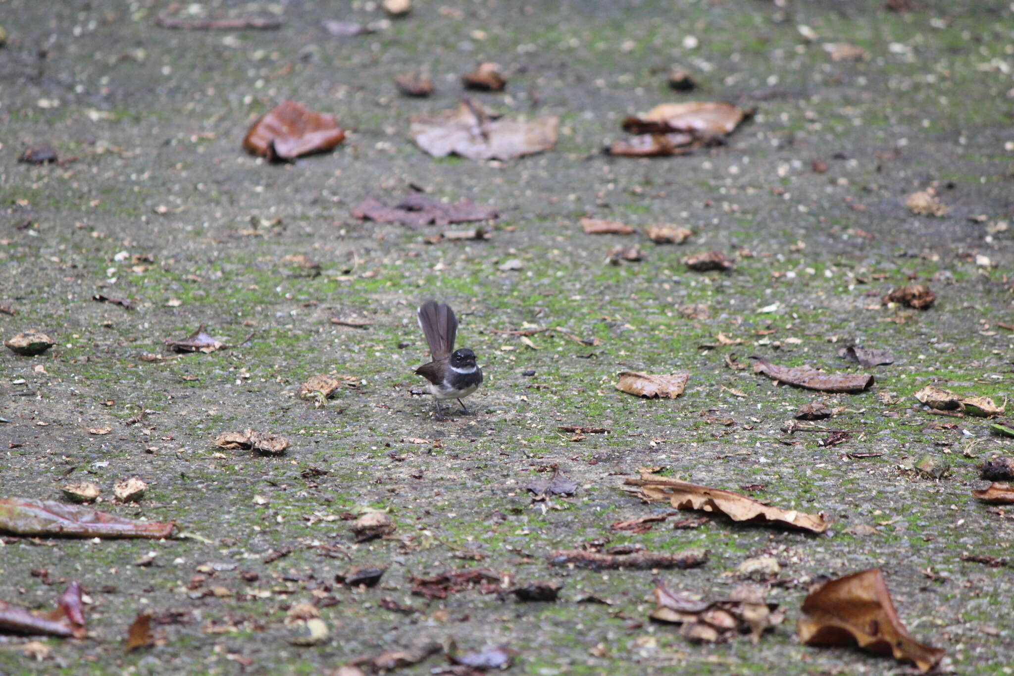 Image of Malaysian Pied Fantail