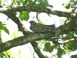 Слика од Caprimulgus vexillarius (Gould 1838)