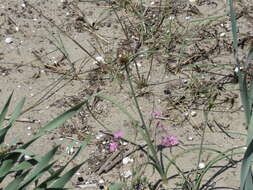 Image de Cyperus capitatus Vand.