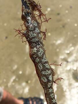 Image of Star ascidian