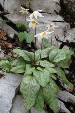 Image of Erythronium shastense D. A. York, J. K. Nelson & D. W. Taylor