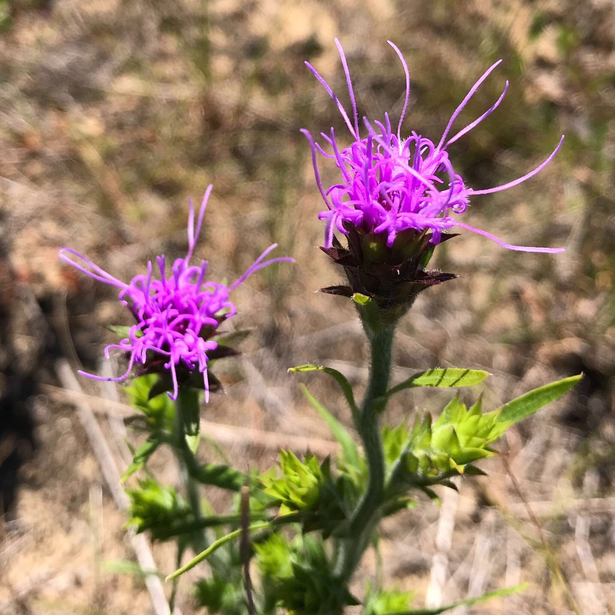 Слика од Liatris squarrosa (L.) Michx.