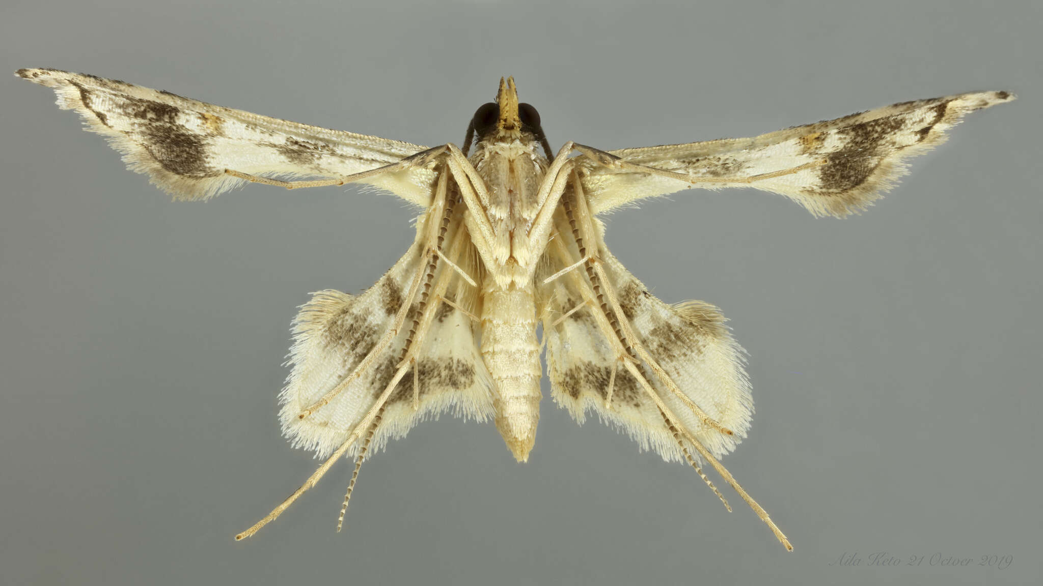 Image of Euthesaura glycina Turner 1922