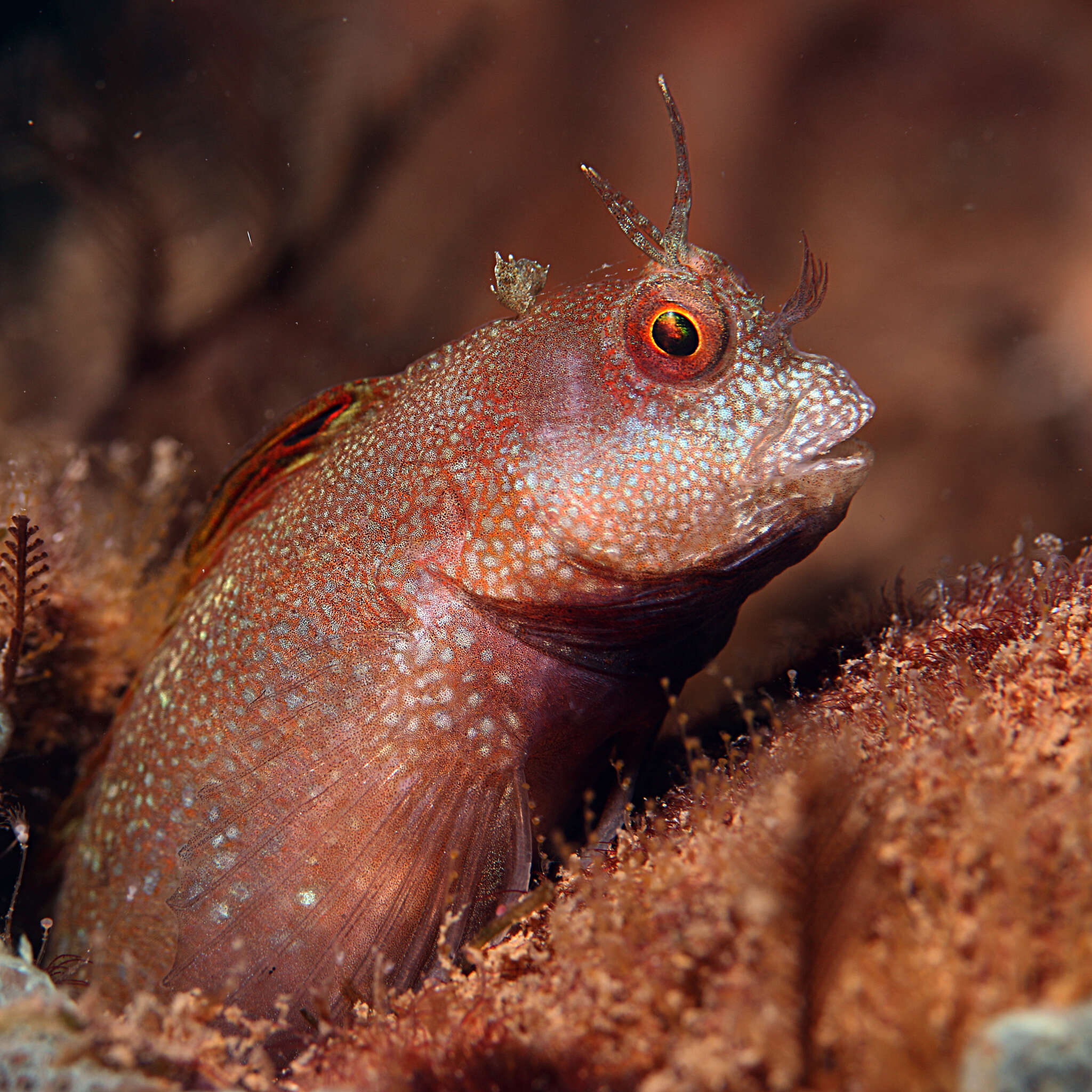 Imagem de Mimoblennius