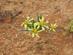 Image of Moraea knersvlaktensis Goldblatt