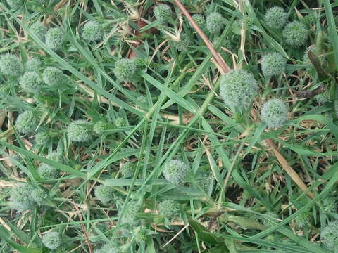 Plancia ëd Eragrostis reptans (Michx.) Nees