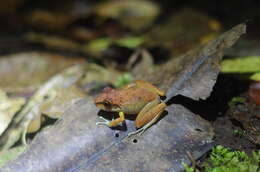 Image of Pristimantis zeuctotylus (Lynch & Hoogmoed 1977)