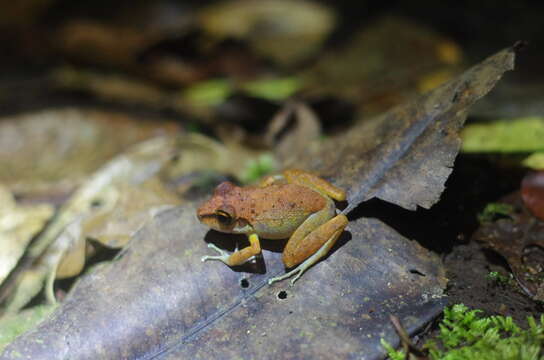 صورة Pristimantis zeuctotylus (Lynch & Hoogmoed 1977)