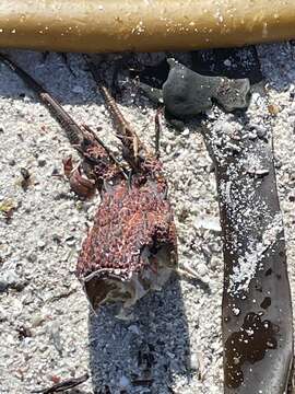 Image of Cape Rock Lobster