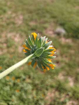 Image of dwarf crownbeard