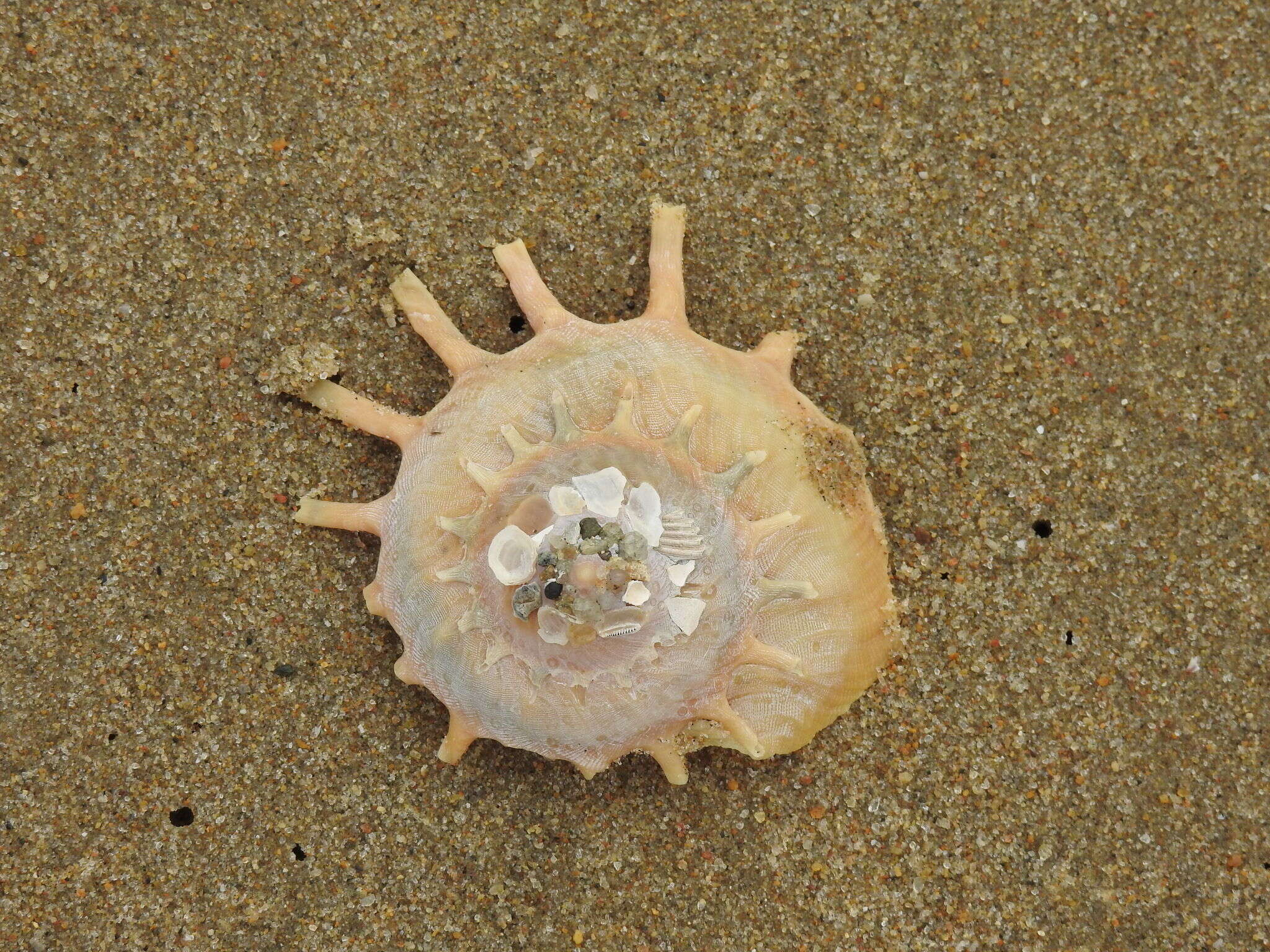 Image of sun carrier shell