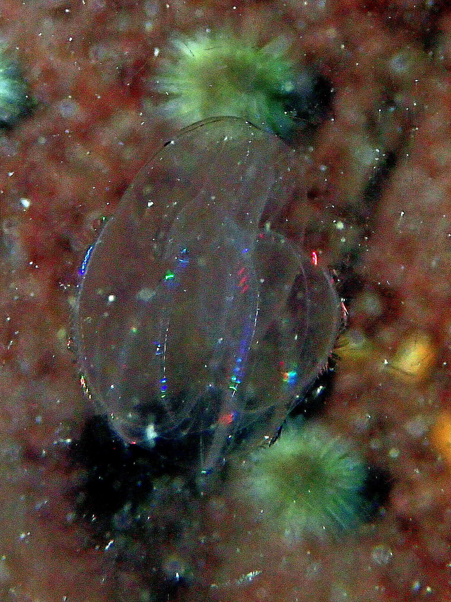 Image of short-lobed comb jelly