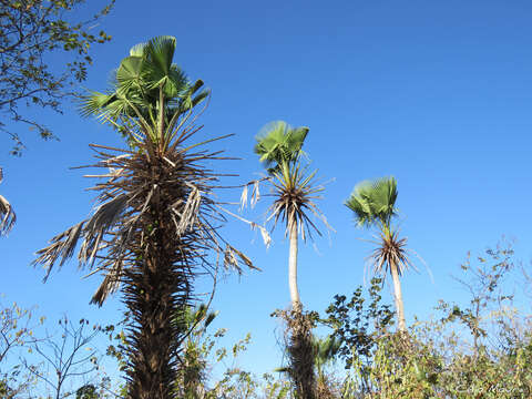 Image of Carnauba palm