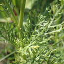 Image of Senecio rhyncholaenus DC.