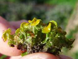 Image of teloschistes lichen