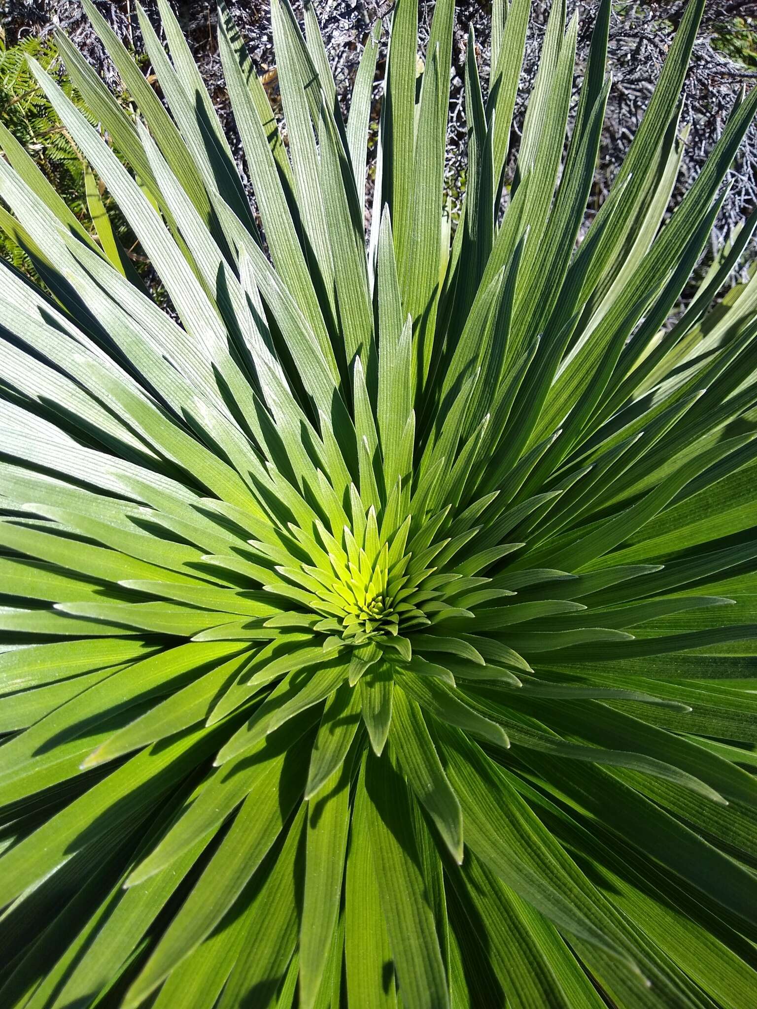 Слика од Argyroxiphium grayanum (Hillebr.) Deg.