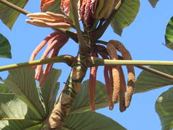 Image of Cecropia glaziovii Snethlage