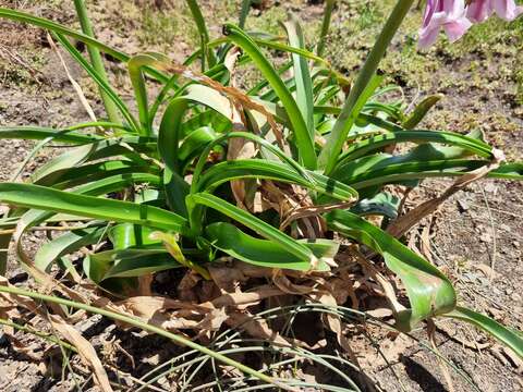 Image of Crinum variabile (Jacq.) Herb.