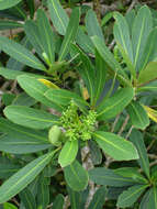 Image of Pseudopanax chathamicus Kirk