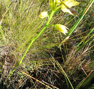 Eulophia tabularis (L. fil.) Bolus的圖片