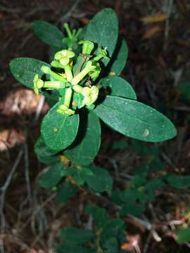 Image of Wikstroemia indica (L.) C. Meyer