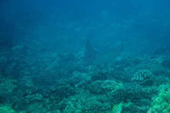 Image of Ocellated Eagle Ray