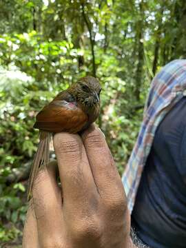 Image of Stripe-breasted Spinetail