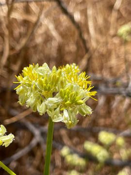 Image of Glischrocaryon flavescens (J. Drumm. ex Hook.) Orchard