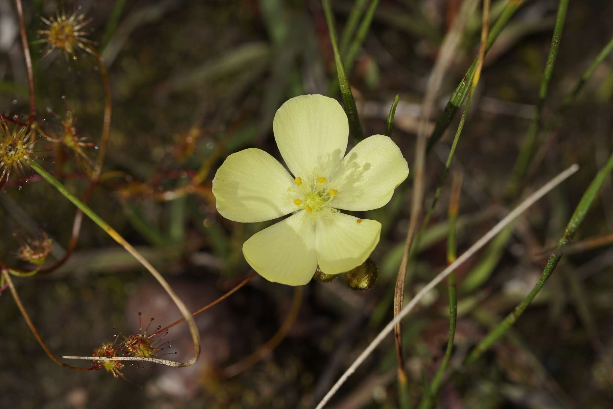 Image of Drosera intricata Planch.