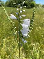 Image of Narrow-Leaf False Dragonhead