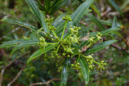 Image of Pseudopanax linearis (Hook. fil.) K. Koch