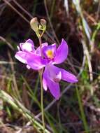 Image de Calopogon pallidus Chapm.