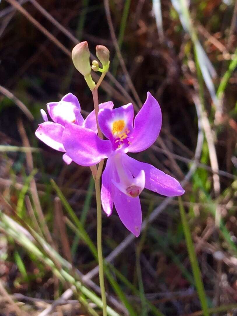 Calopogon pallidus Chapm.的圖片