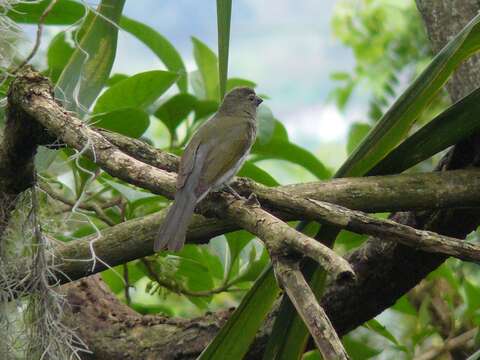 Image of Streaked Saltator