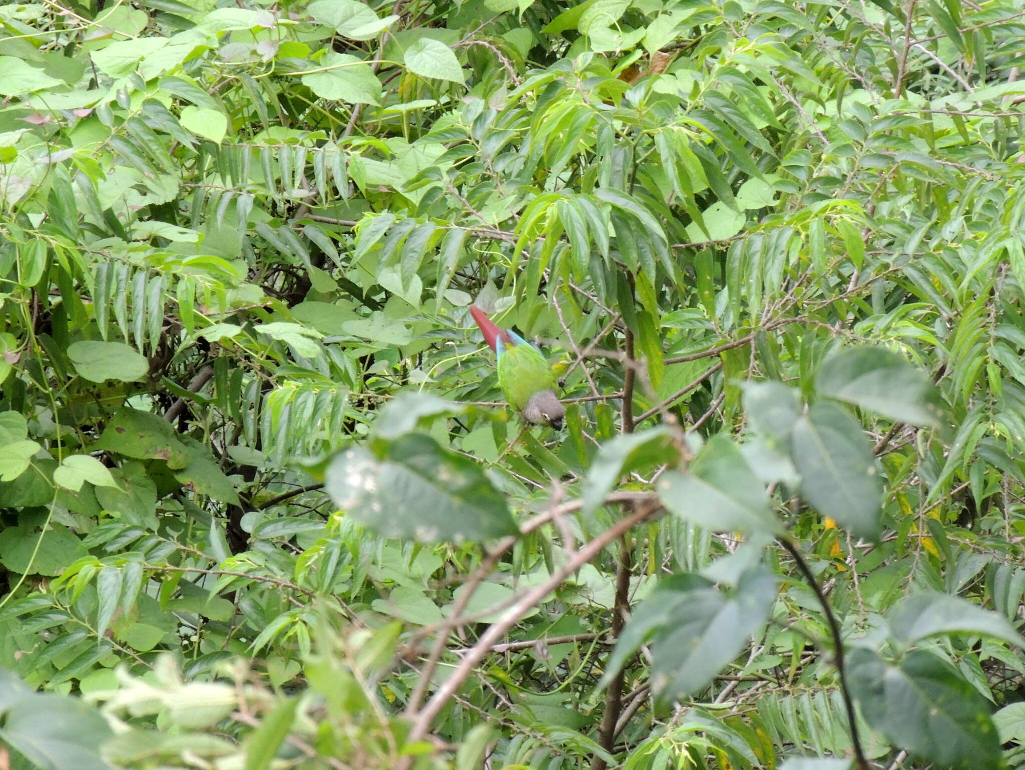 Image of Green-cheeked Conure