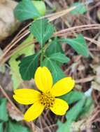 صورة Bidens ostruthioides (DC.) Sch. Bip.