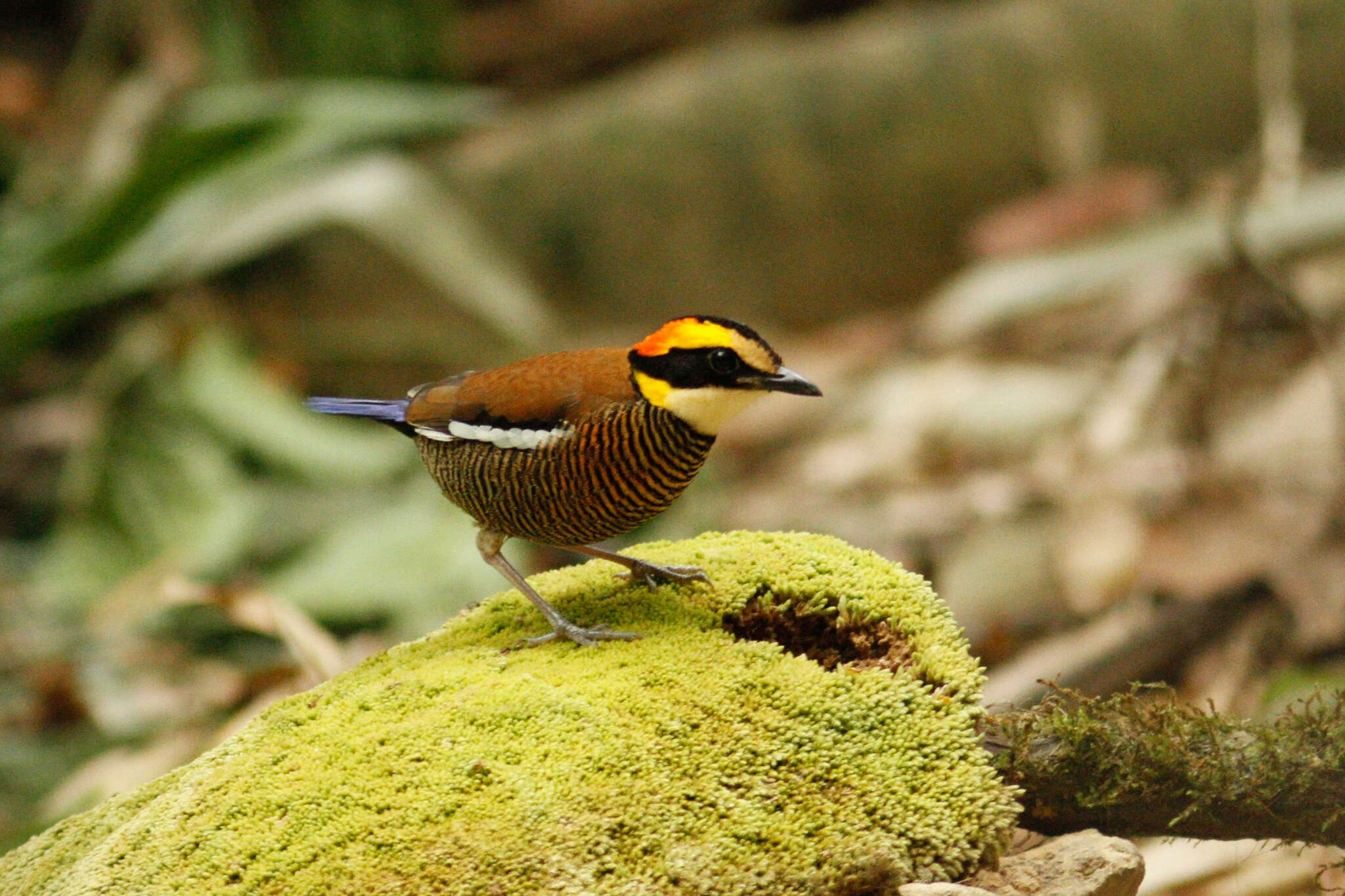 Image of Malayan Banded Pitta