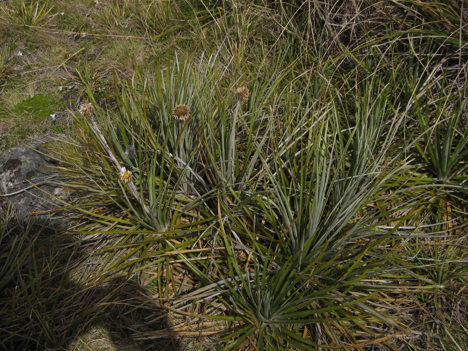 Image of Celmisia lyallii Hook. fil.