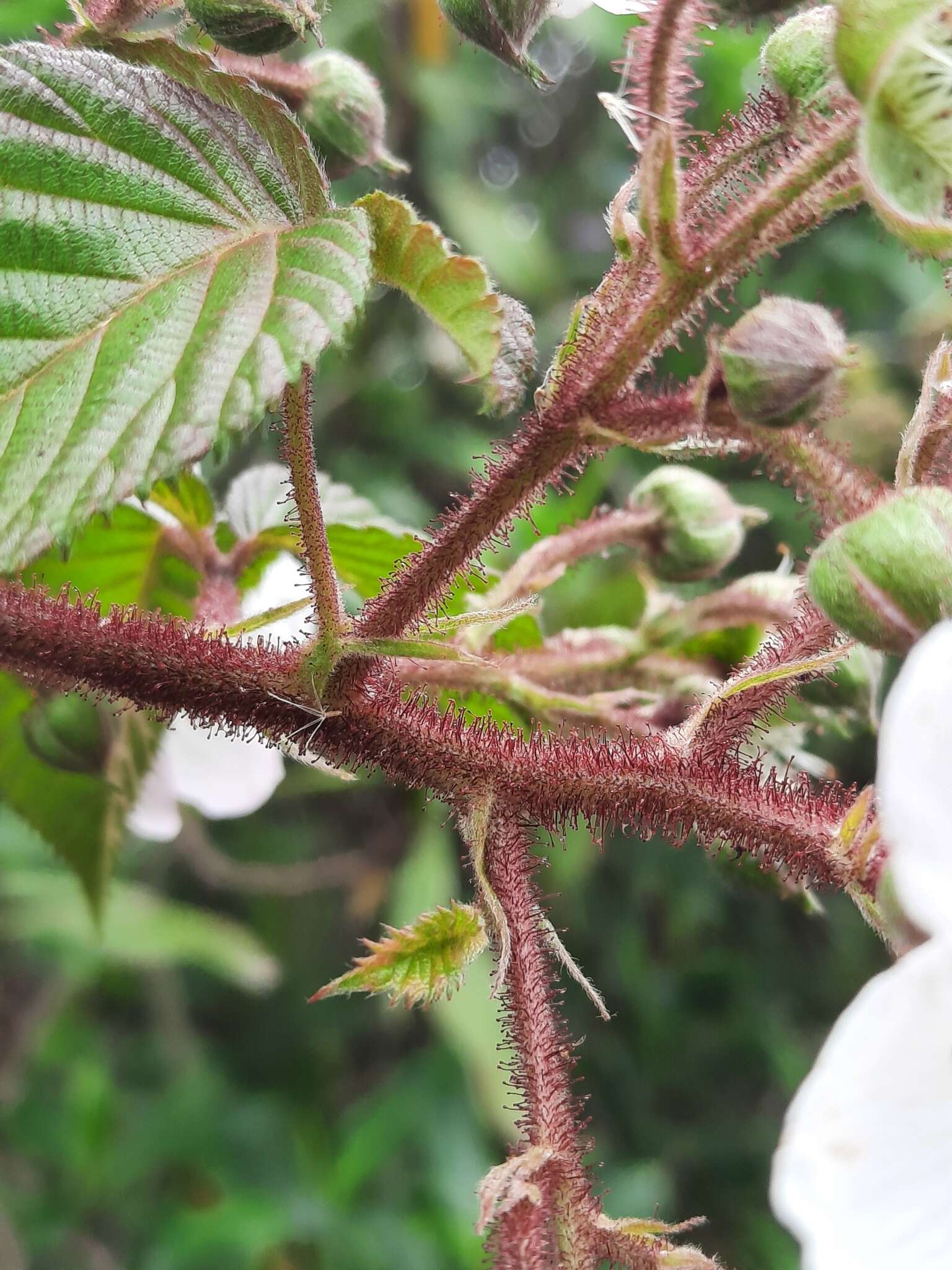 Image of Rubus adenotrichos Schltdl.