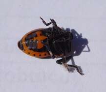 Image of Two-spotted Stink Bug