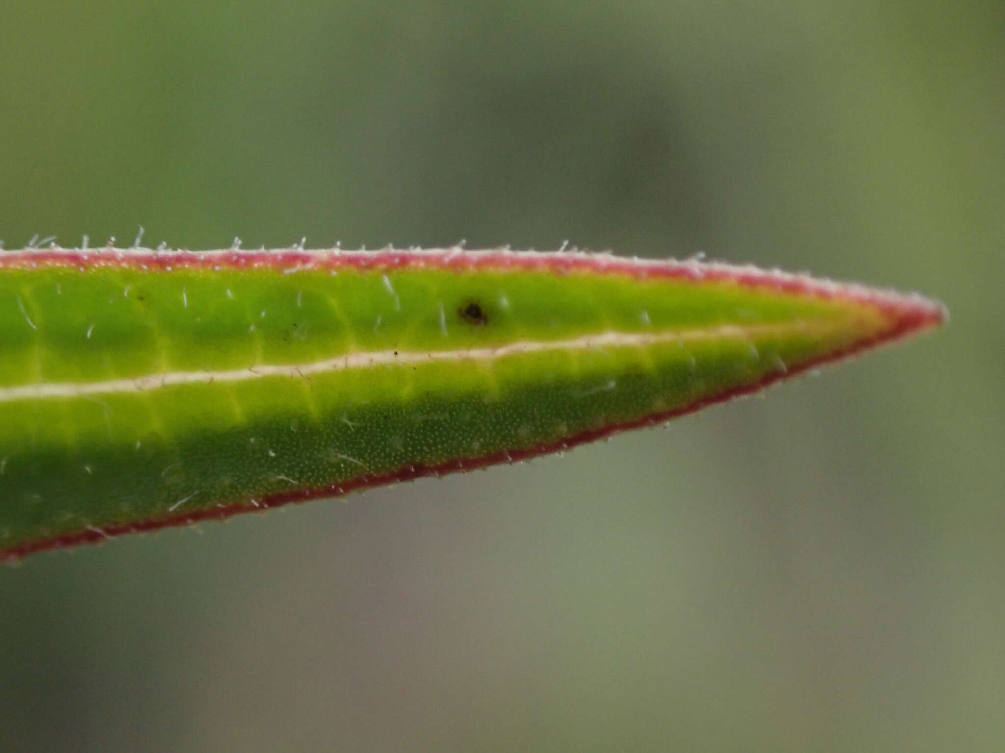 Image of Asclepias crassinervis N. E. Br.