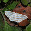 Image of <i>Orthocabera sericea</i>