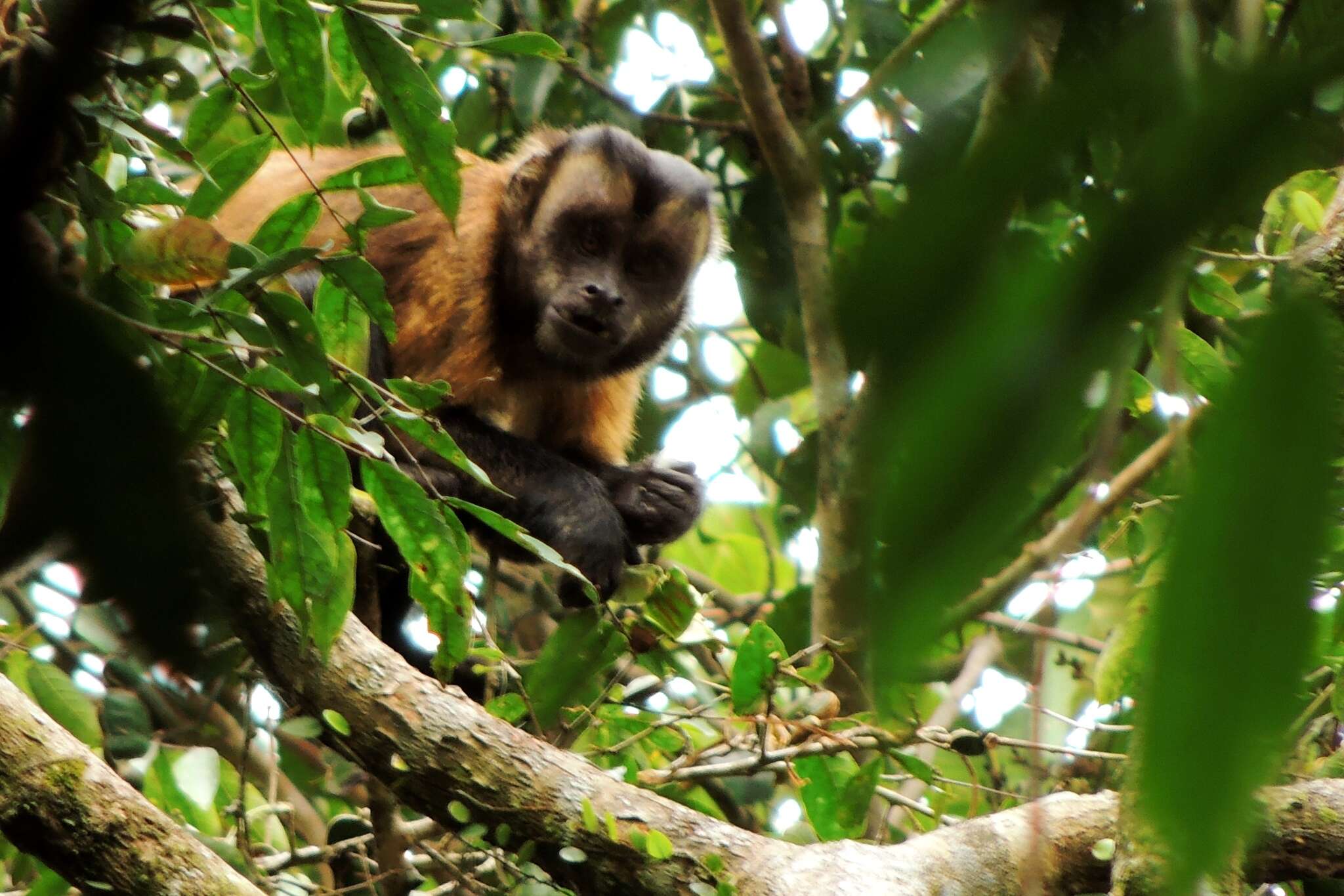 Image of Black-capped Capuchin