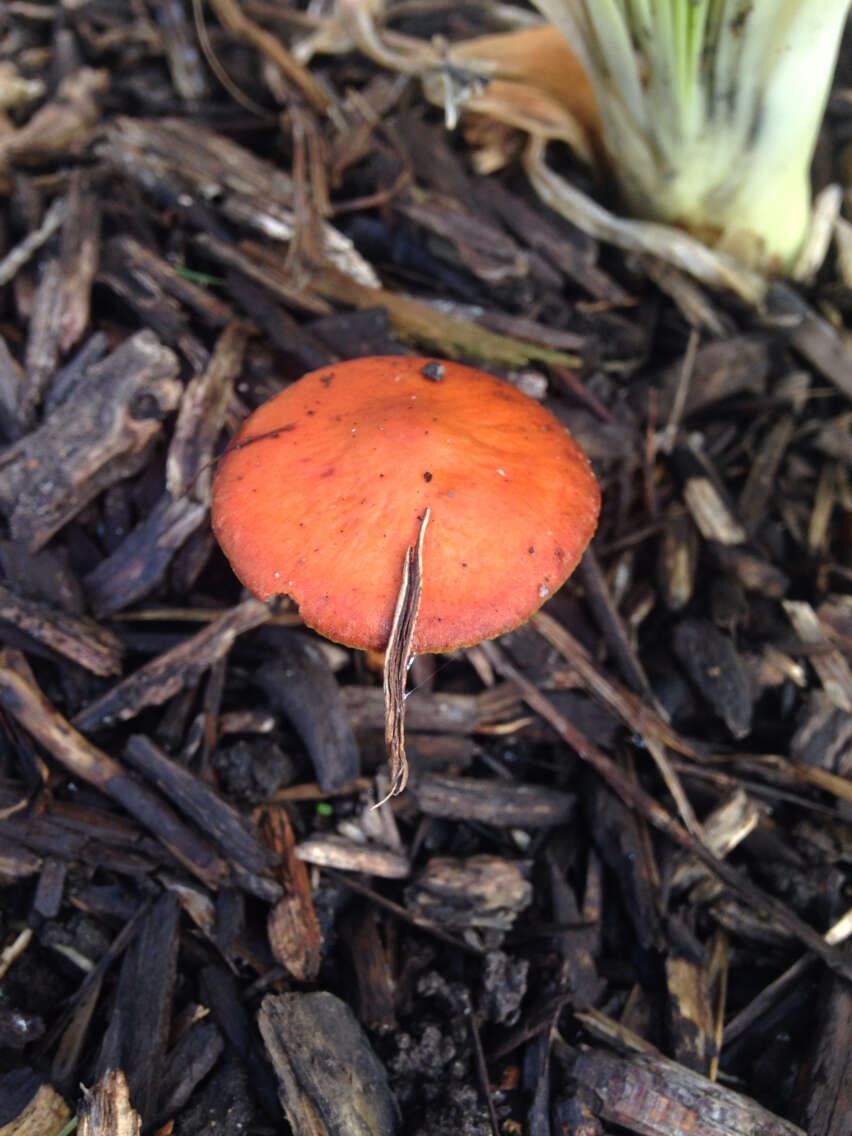 Image of Leratiomyces